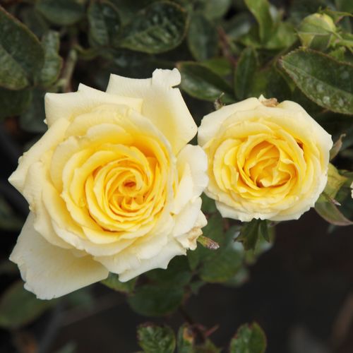 Gärtnerei - Rosa Csodálatos Mandarin - gelb - teehybriden-edelrosen - diskret duftend - Márk Gergely - -